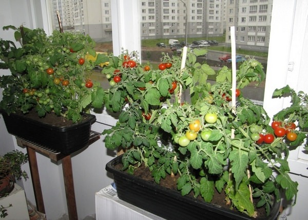 pomidory-balkon-1